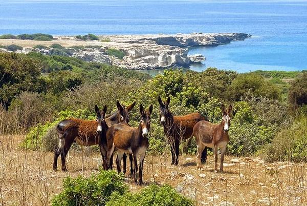 Paradise Karpaz Hotel & Restaurant Rizokarpaso Экстерьер фото